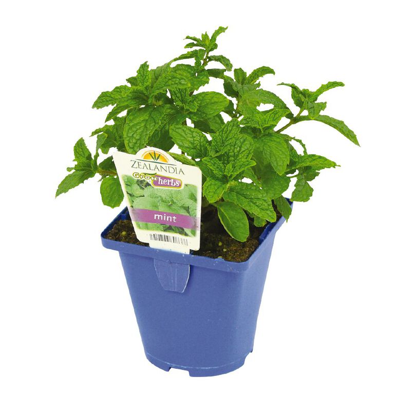 Growherbs Mint Common, , hi-res