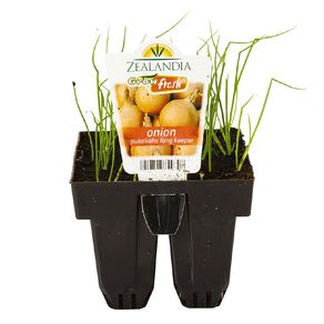 Growfresh Onion Pukekohe Long Keeper