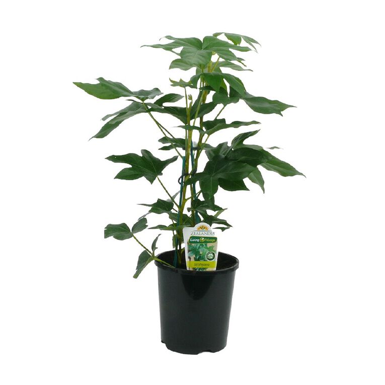 Indoor Premium Houseplant Pot - 15cm, , hi-res