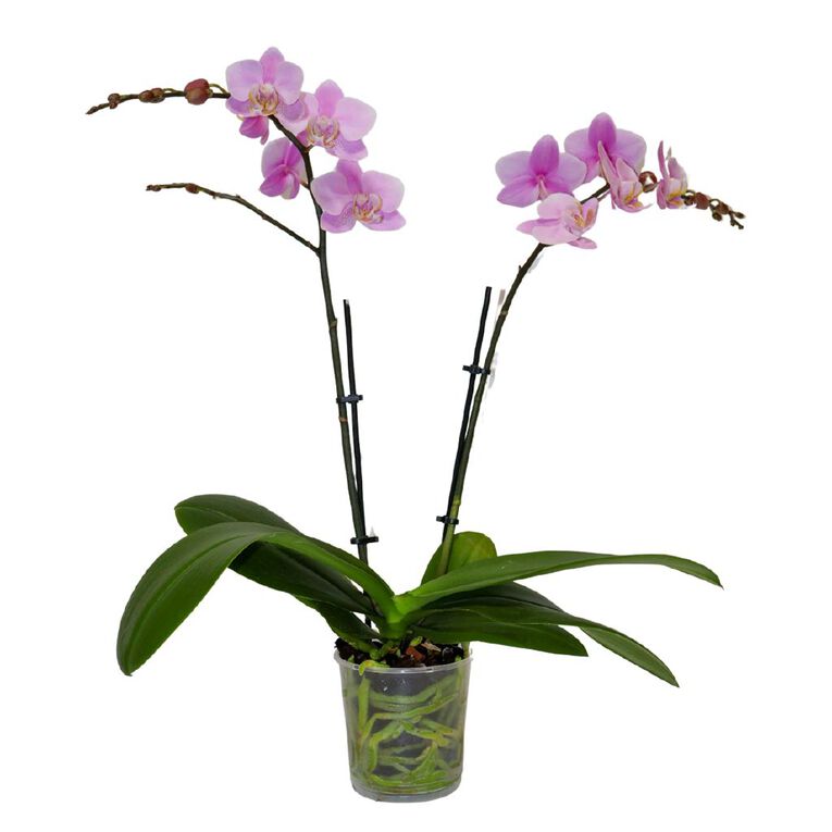 Mini Orchid Promo 9cm, , hi-res