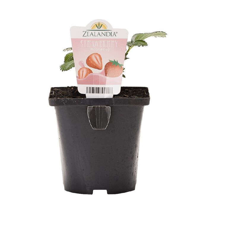 Single Strawberry Assorted 10cm Pot, , hi-res