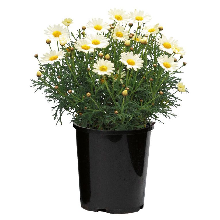 Federation Daisy 12cm Pot, , hi-res