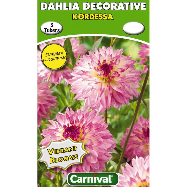 Kiwi Garden Dahlia Bulb Single Variety 3 Pack, , hi-res