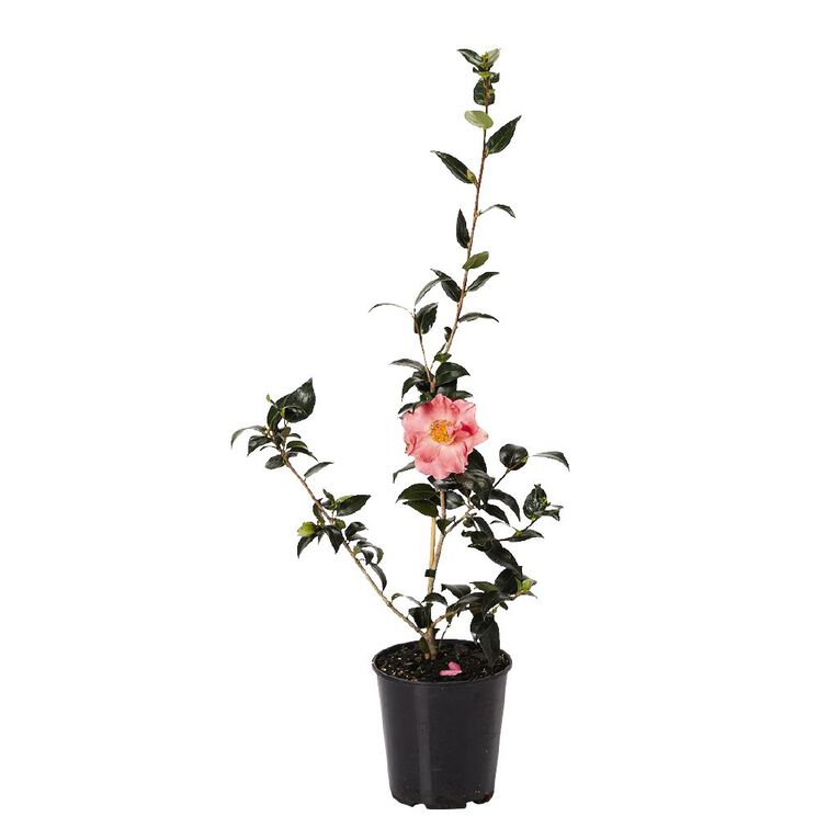 Camellia Potted Plant 4.7L Assorted, , hi-res
