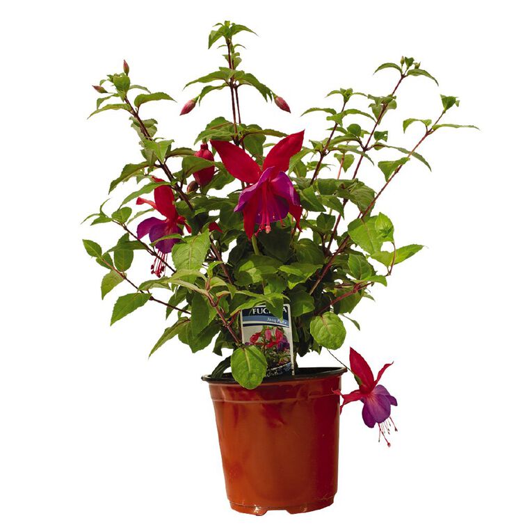 Fuchsia 15cm Pot Assorted, , hi-res