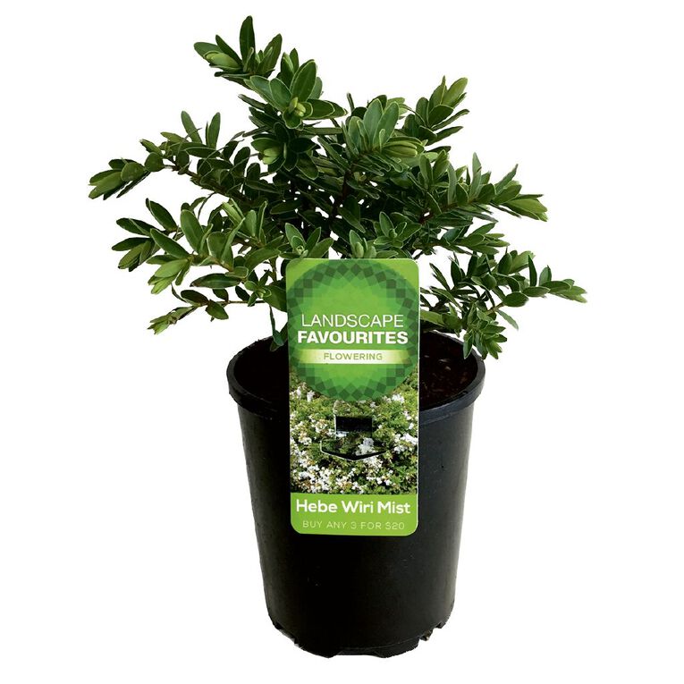 Landscape Favourites 1L Pot Assorted, , hi-res