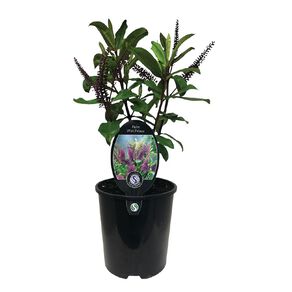 Hebe Wiri Prince Potted Plant - 1.9L