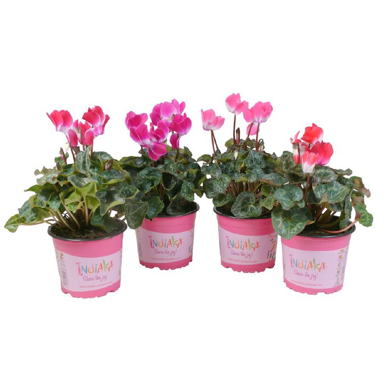 Cyclamen Indiaka, , hi-res