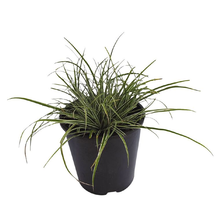 Carex Everest Potted Plant 1.9L, , hi-res
