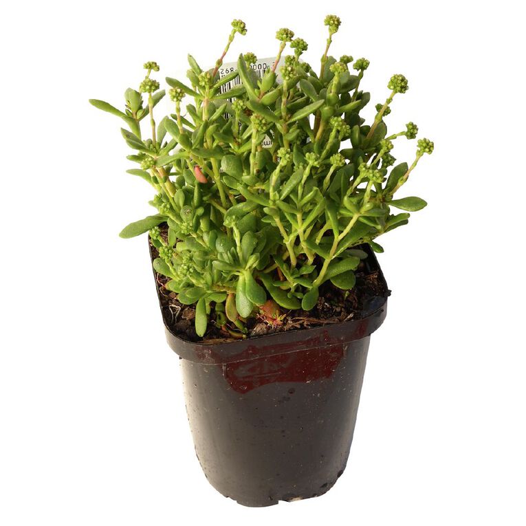 Succulents 9cm Pot, , hi-res