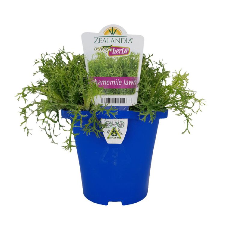 Growherbs Chamomile Lawn, , hi-res