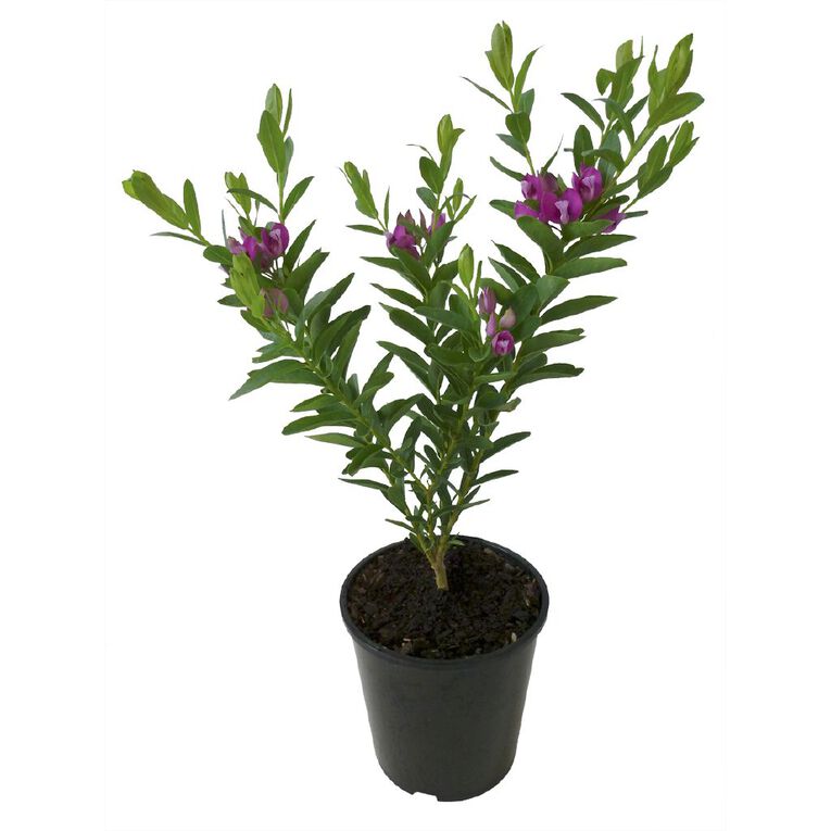 Polygala Grandiflora Potted Plant - 1.9L, , hi-res
