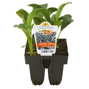Growfresh Cavolo Nero Tuscan Kale