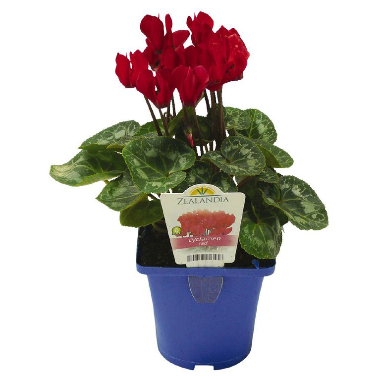 Elite Outdoor Cyclamen Mix 10cm Pot, , hi-res