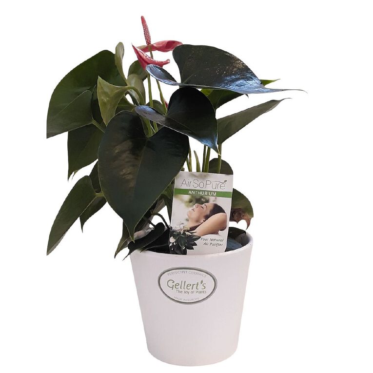 Anthurium in Ceramic Pot 9cm, , hi-res