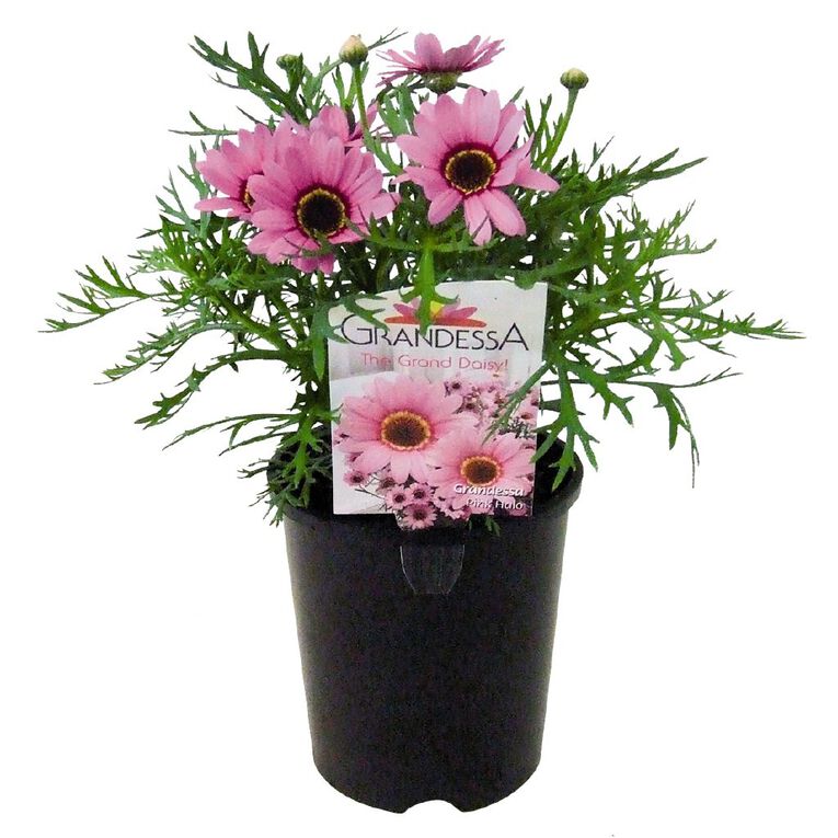 Grandesca Daisy  1.3L Pot, , hi-res