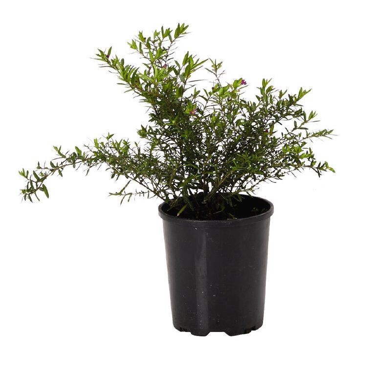Cuphea Collection 1L Pot, , hi-res