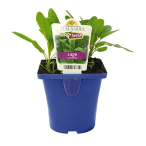 Growherbs Sage Common