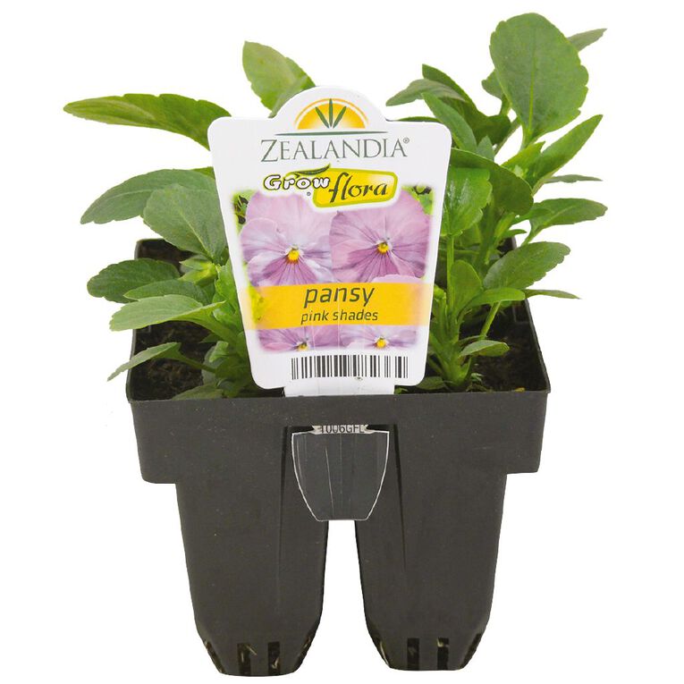 Growflora Pansy Pink Shades, , hi-res