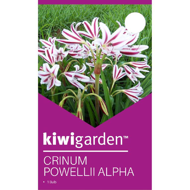 Kiwi Garden Crinium Powelli Alpha 1 Pack, , hi-res