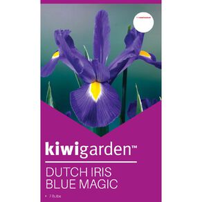 Kiwi Garden Dutch Iris Blue Magic 7 bulbs