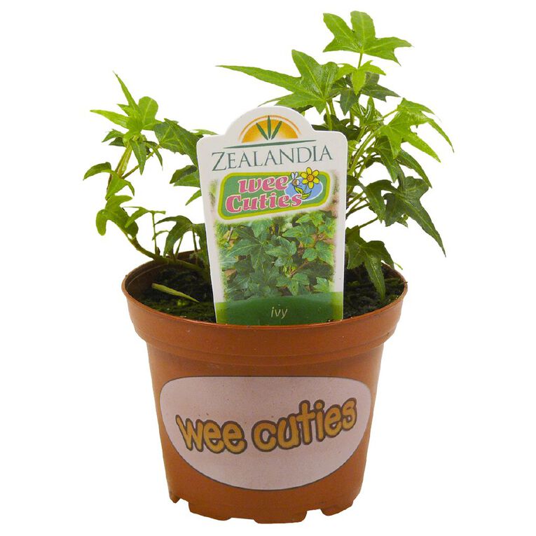 Indoor Wee Cuties Baby Houseplant 8cm Pot, , hi-res