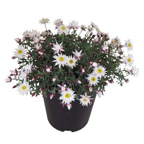 Helipterum Paper Cascade Potted Plant 1.9L