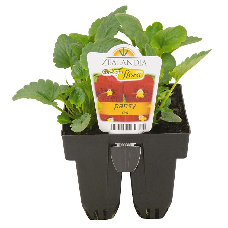 Growflora Pansy Red, , hi-res