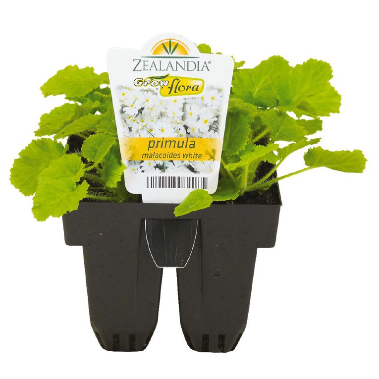 Growflora Primula Malacoides White, , hi-res