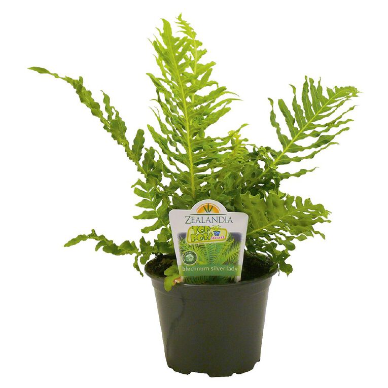 Indoor Top Pot Houseplant Pot - 10cm, , hi-res