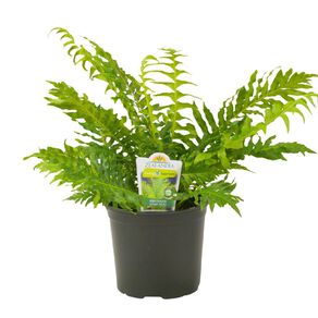 Indoor Blechnum 15cm Pot