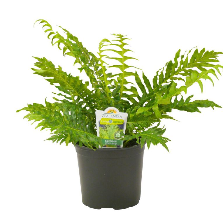 Indoor Blechnum 15cm Pot, , hi-res