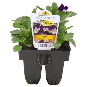Growflora Viola Blackberry Cream