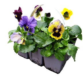 Super Six Flowering Pansy Frizzle Sizzle Mix