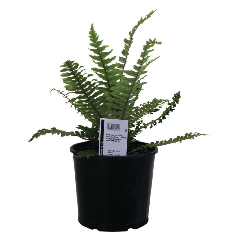 Ferns Potted Plant 2L Assorted, , hi-res