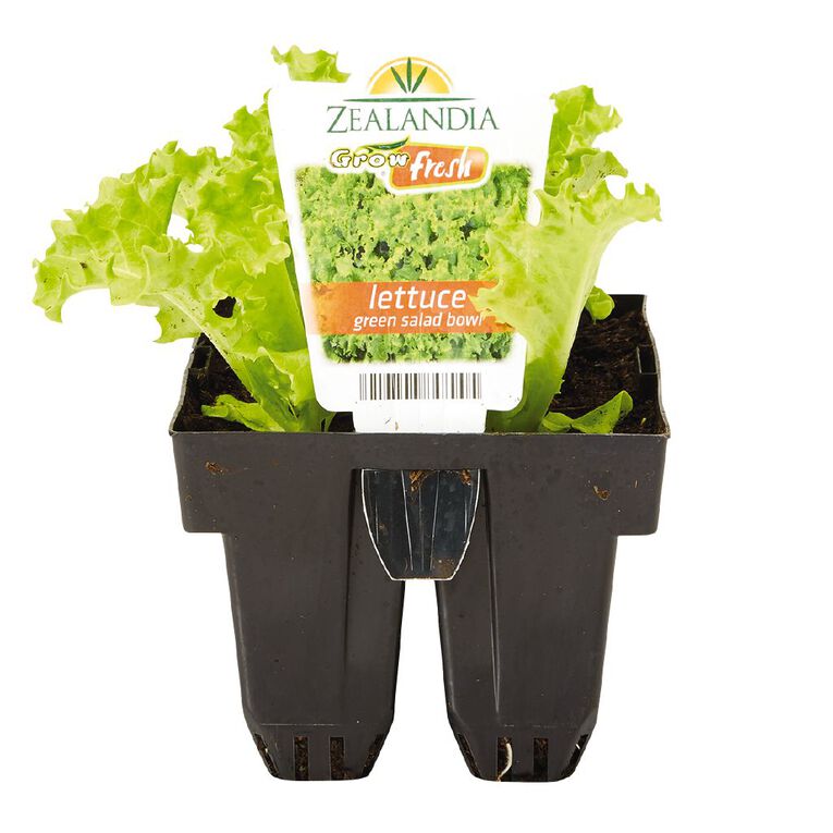 Growfresh Lettuce Green Salad Bowl, , hi-res