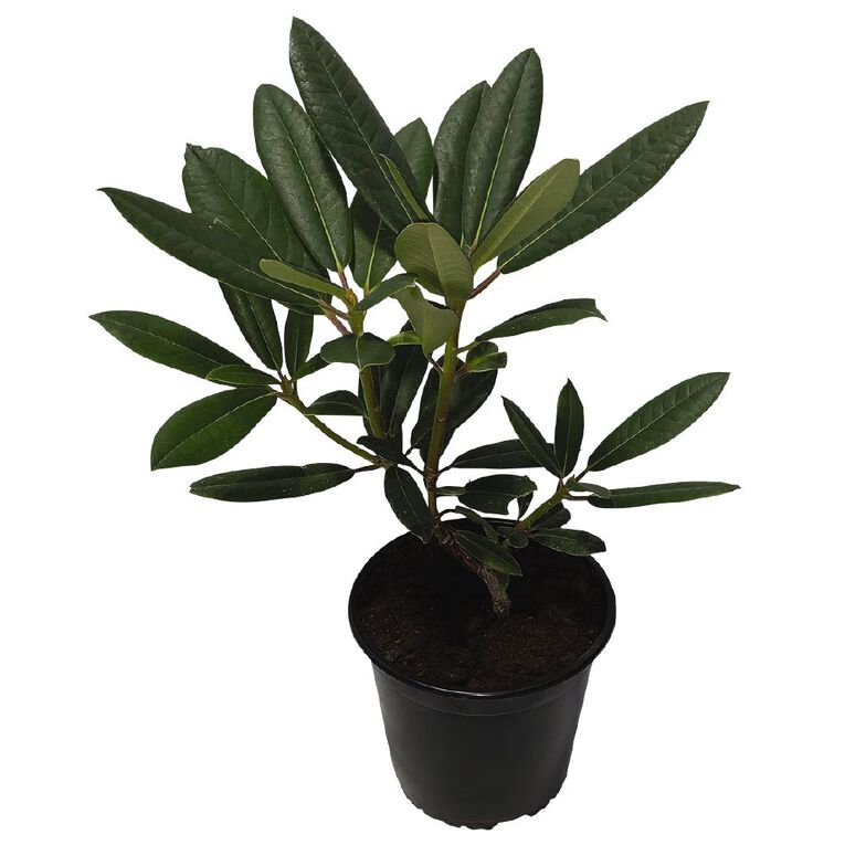Rhododendron Potted Plant - 2.5L Assorted, , hi-res