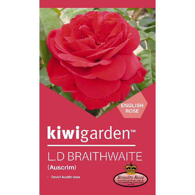 Kiwi Garden Old English Rose Potted, , hi-res