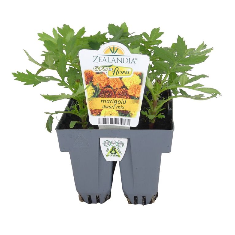 Growflora Marigold Dwarf Mix, , hi-res