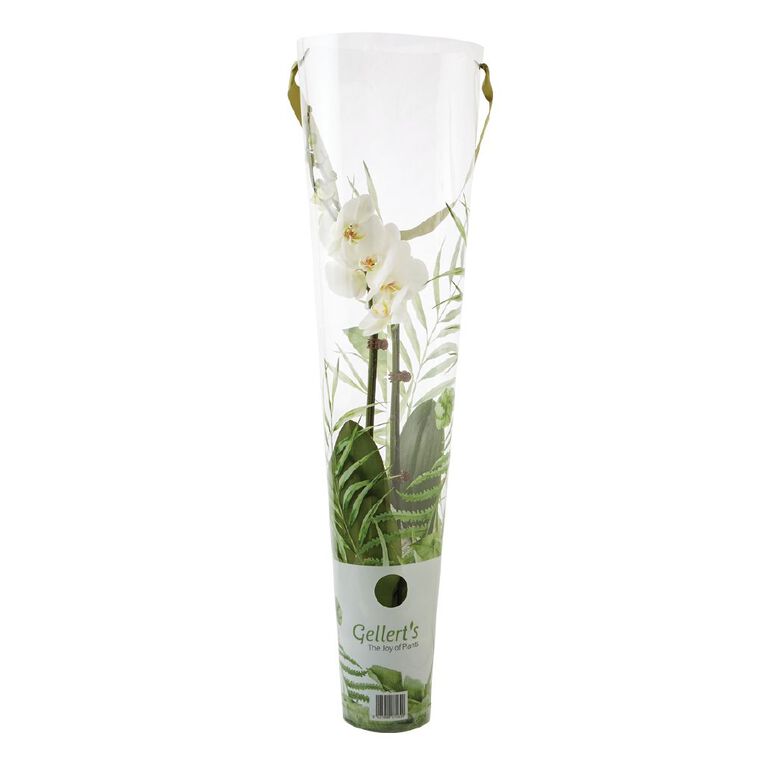 Phalaenopsis Orchid Promo Pot, , hi-res