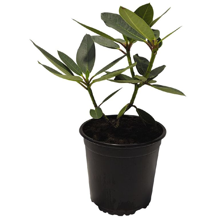 Rhododendron Potted Plant - 2.5L Assorted, , hi-res