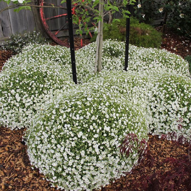 Arenaria Avalanche 1.9L, , hi-res