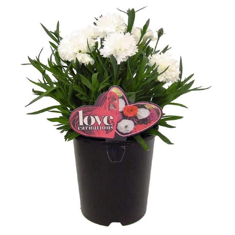 Love Carnation 14cm Pot Assorted, , hi-res