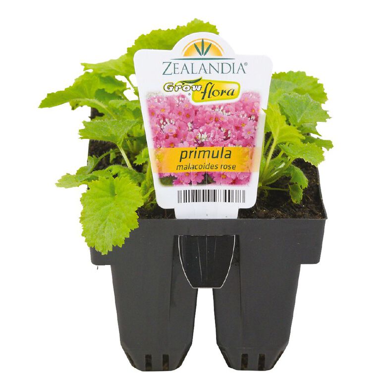 Growflora Primula Malacoides Rose, , hi-res