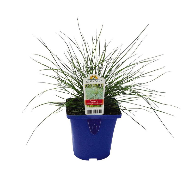 Landscape Grass Carex Festuca Banks Peninsula Blue 10cm Pot, , hi-res