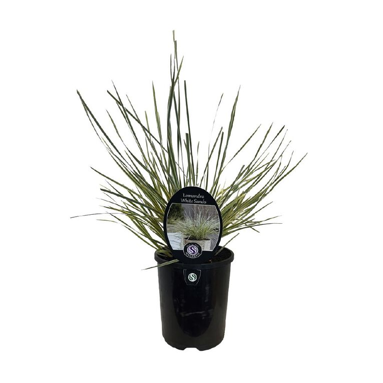 Lomandra White Sands 1.9L, , hi-res