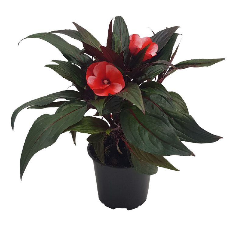 Impatiens 10.5cm, , hi-res