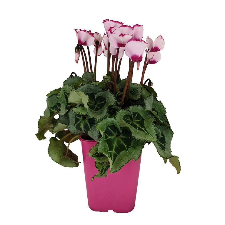 Cyclamen 10.5cm Pink Pot, , hi-res