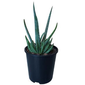Aloe Vera 1.9L