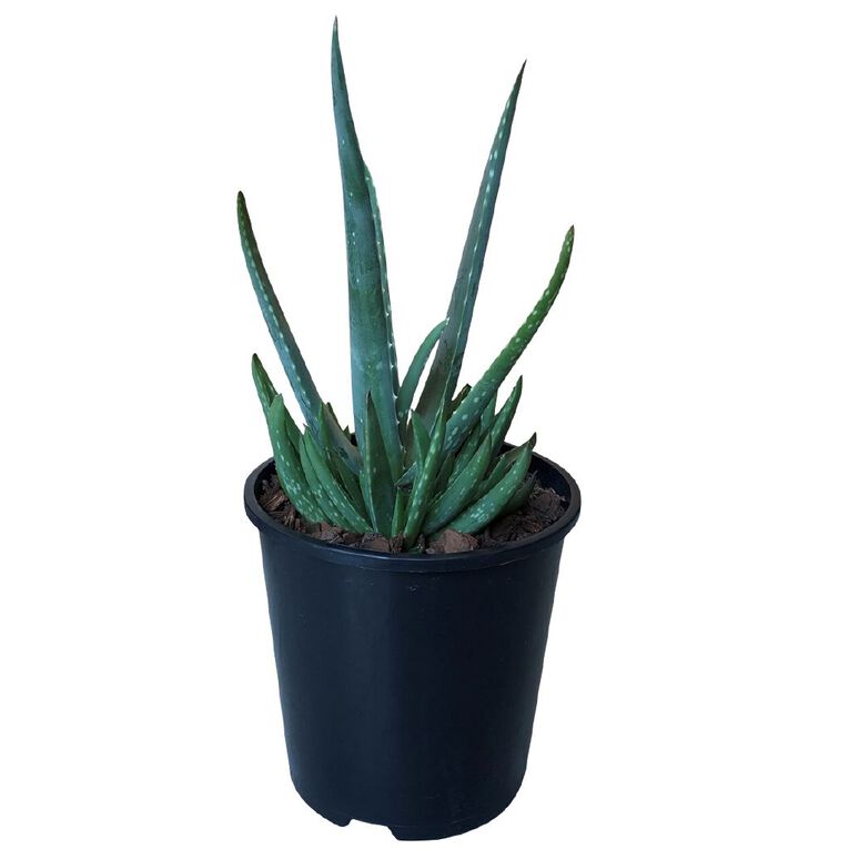Aloe Vera 1.9L, , hi-res